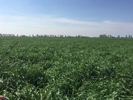 Becva festulolium - FÖLDESI RÁKÓCZI Mezőgazdasági Kft. 2020. május 18.