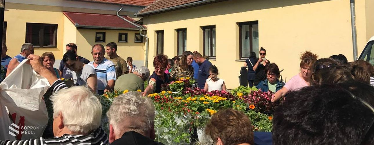 Virágosztást szervezett Balf településrészi önkormányzata