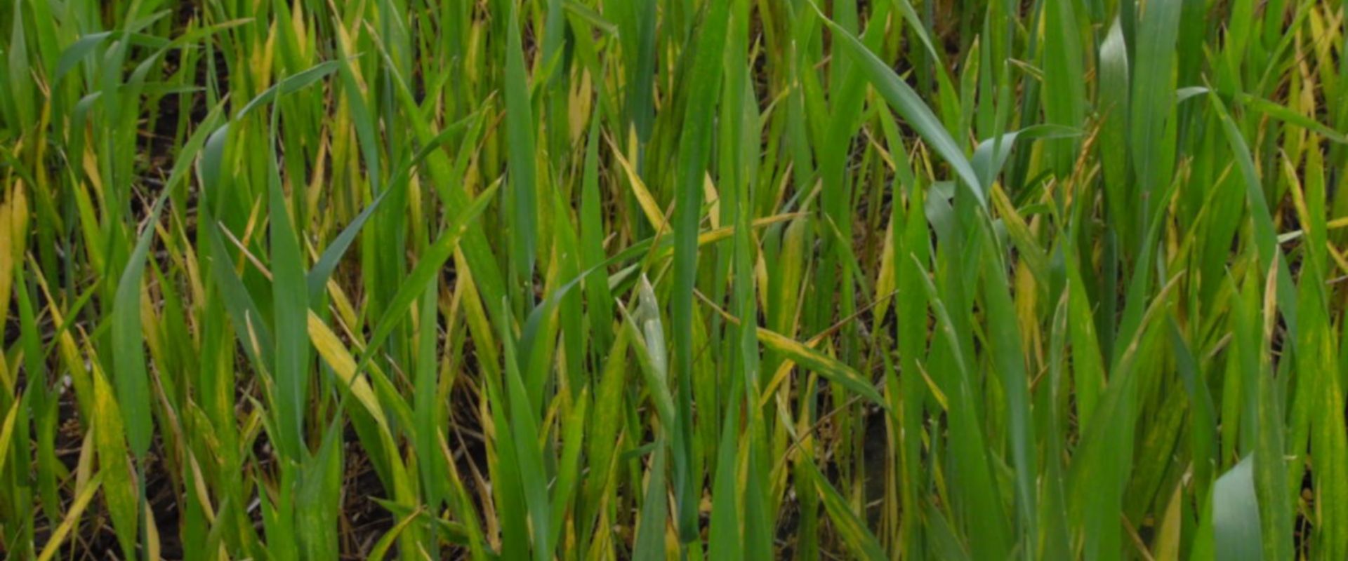 Agrofil-SZMI Kft.