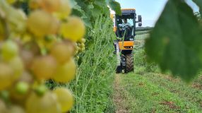 Elkezdődött a szüret a Soproni borvidéken