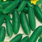 Uborka Charlotte 25 g termék képe