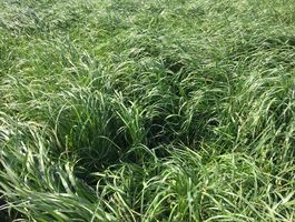 Becva festulolium - Bóly - Csípőtelek 2020. április 22.