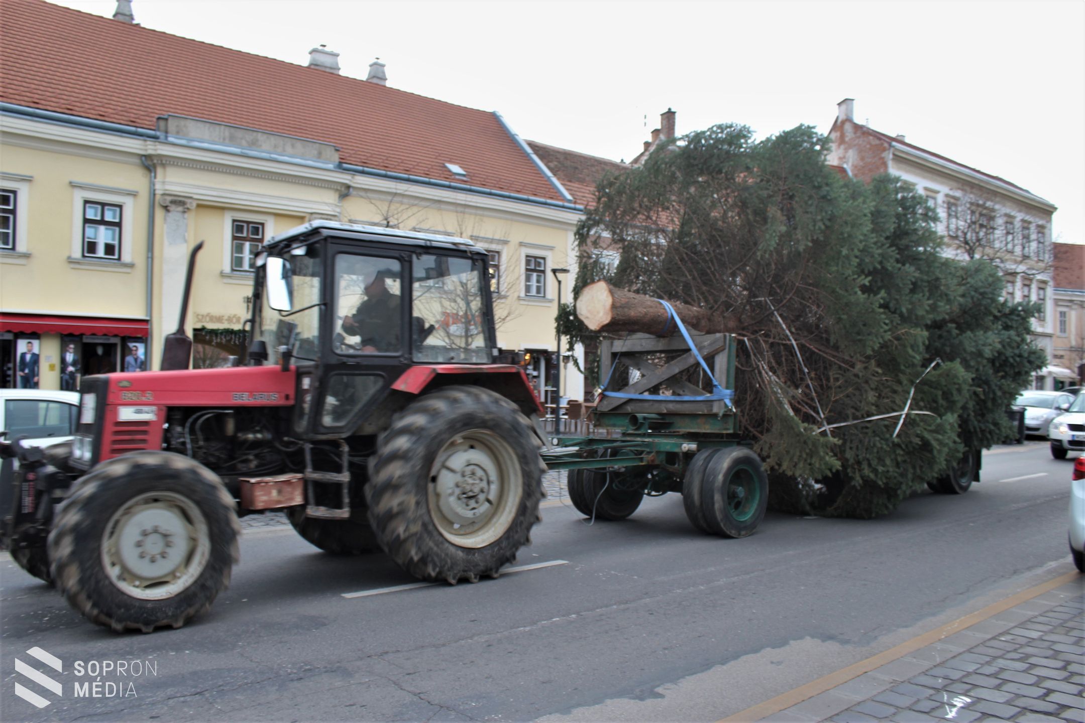 Megérkezett a város fenyőfája