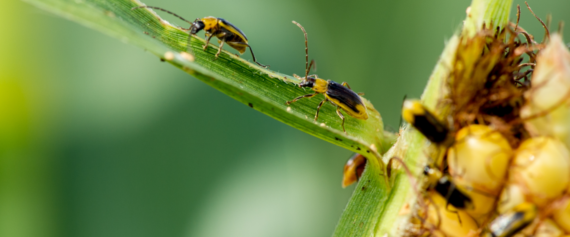 Agrofil-SZMI Kft.
