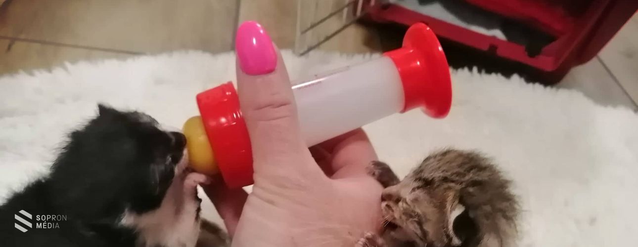 Kukába dobott kölyökmacskát mentettek