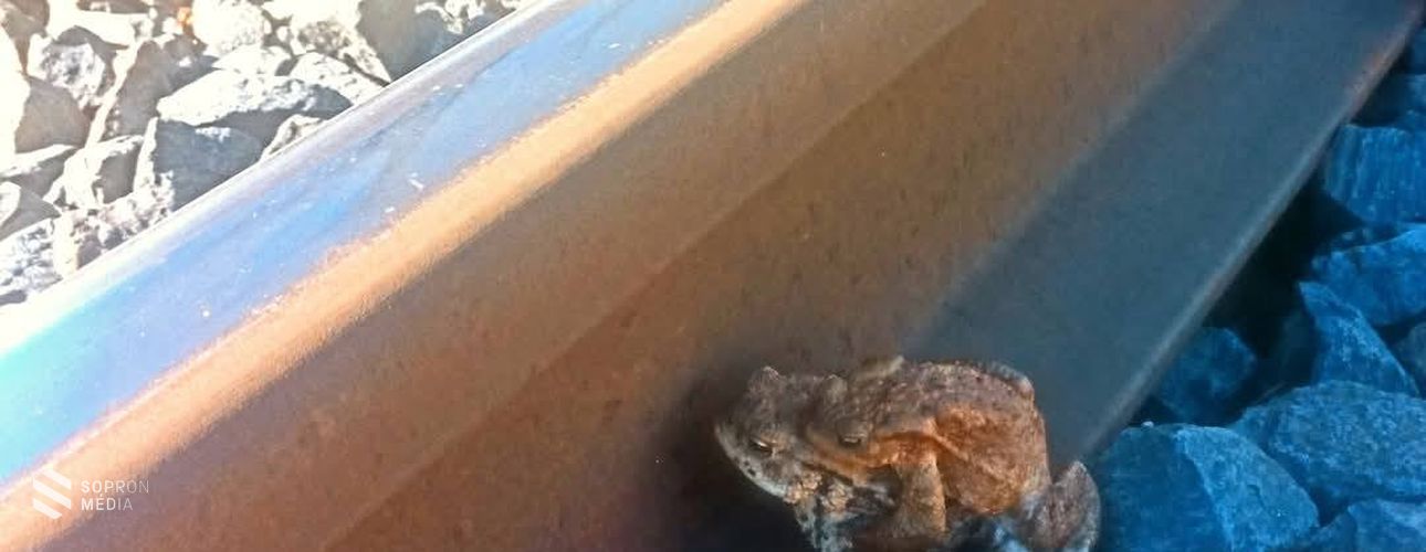 Közel 130 békát mentettek meg a GYSEV Zrt. szakemberei