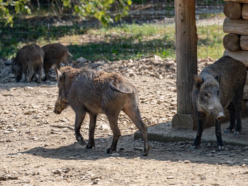 Születésnap az Erdő Házában