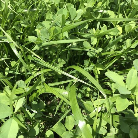 VITALSEED ALFA PROTEIN fűkeverék vetőmag /CUTMAX ALFA P./