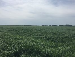Becva festulolium - Szarvasi Agrár Zrt. 2020. május 11.