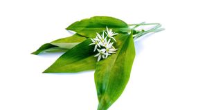 Miért fogyasszunk medvehagymát?