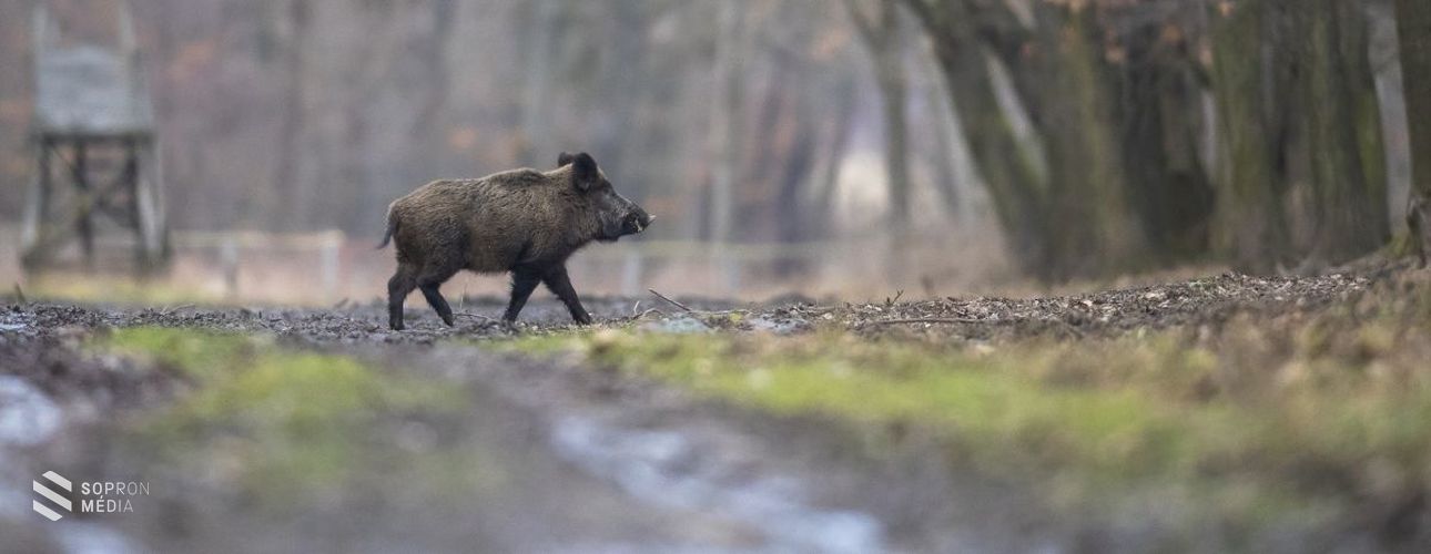 Terelővadászatot tartanak Brennbergbánya térségében