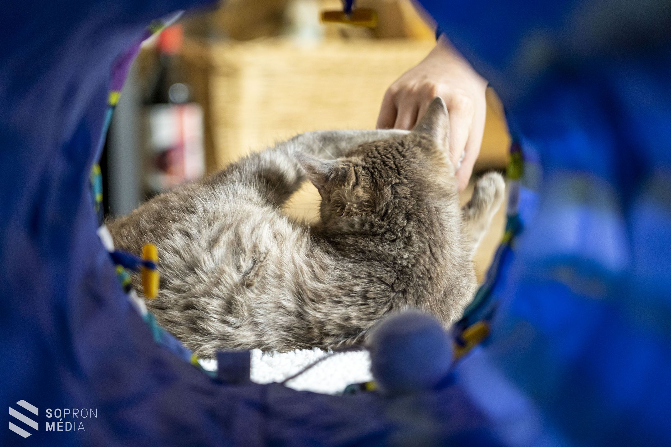 Cicákat mentenek – Nyílt napon mutatkozik be a MacskAngyal Cicamentő Alapítvány