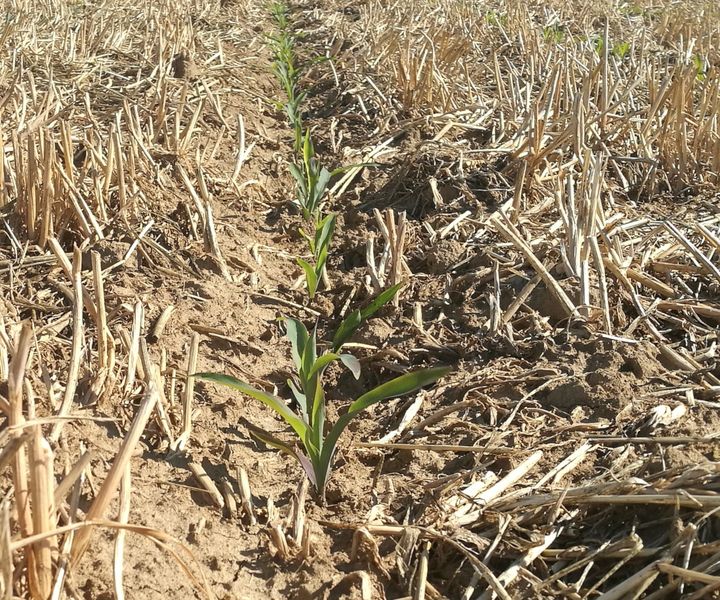 A no-till technológia, a mezei pockok és a kísérletek