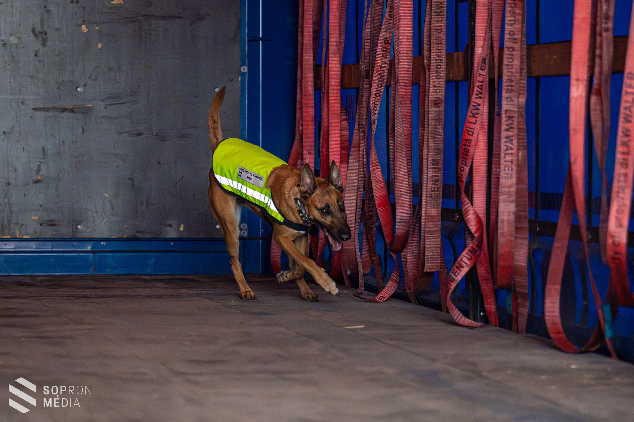 Az ember leghűségesebb társa a munkában is nagy segítség