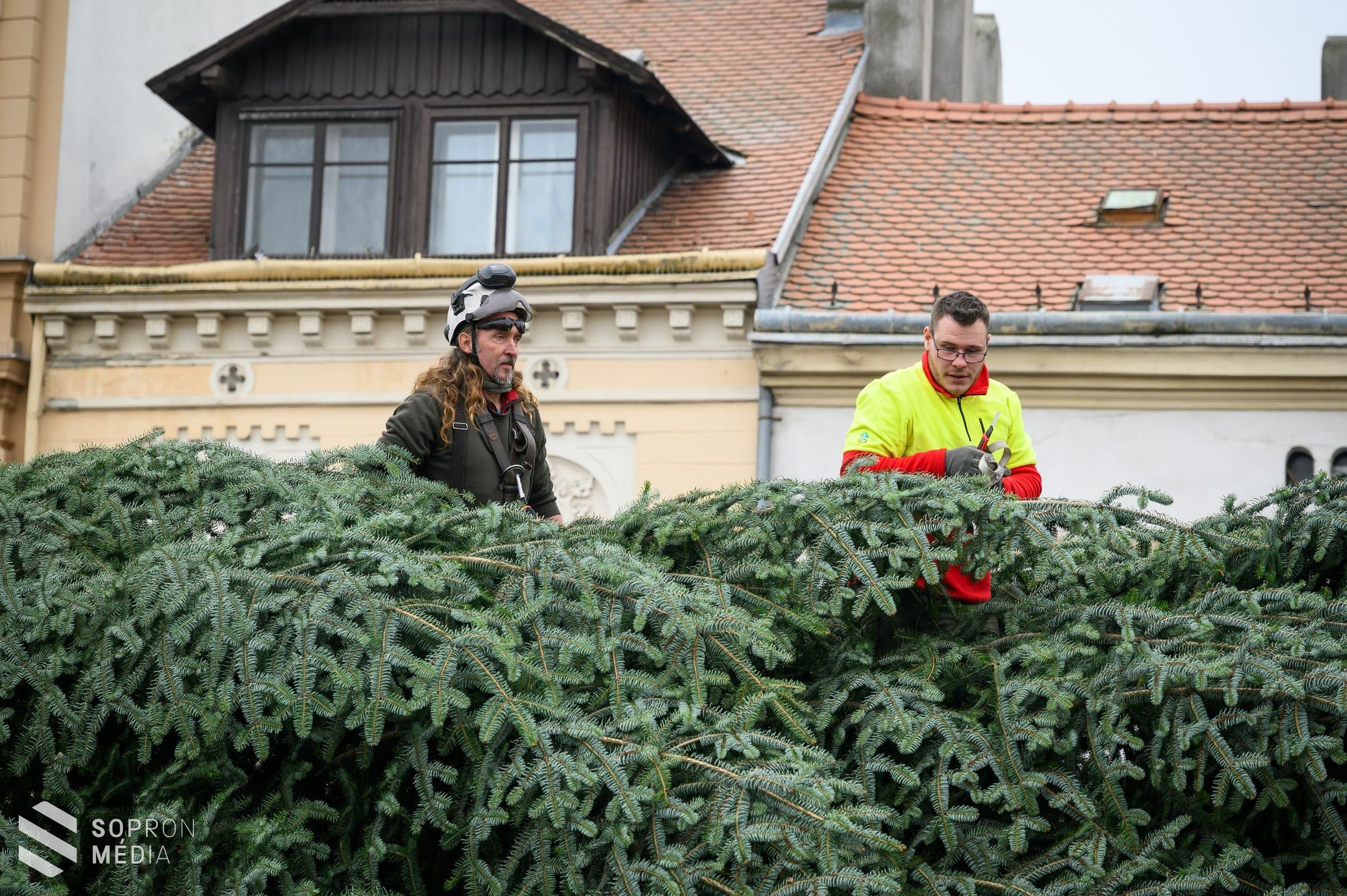 Megérkezett a város karácsonyfája a Várkerületre!