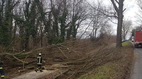 Akácfa dőlt az útra  Hidegség és Fertőboz között