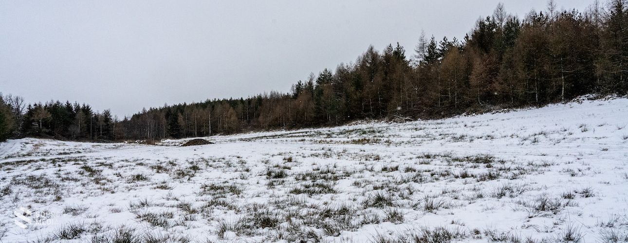 Kiemelt szerepe van télen a vadak etetésének
