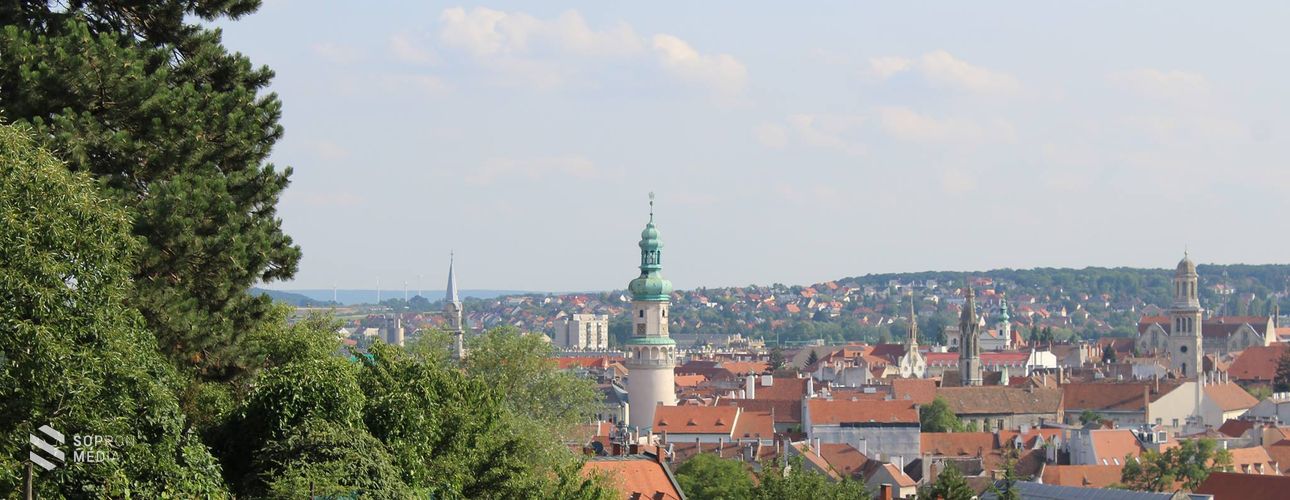 A soproni borvidéket is veszélyezteti a szőlő aranyszínű sárgasága