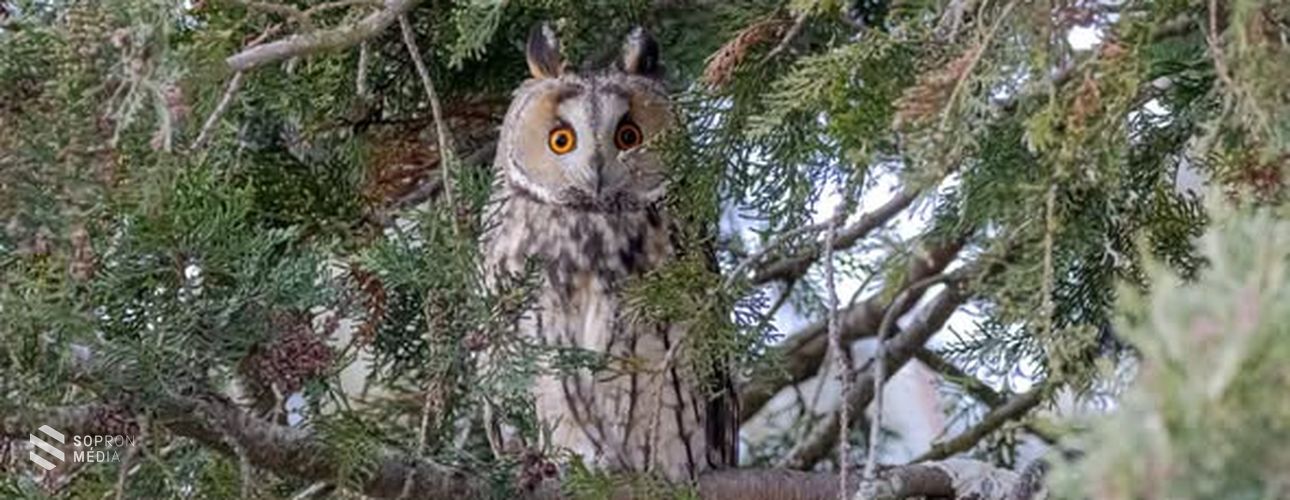 Fertőhomokon figyelték meg a legtöbb baglyot a térségben