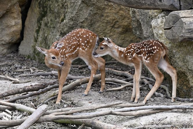 A szikaszarvasok pettyezett bundája jó álca a tavaszi erdőben © Tiergarten Schönbrunn/Norbert Potensky 