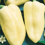 Paprika Fehérözön   5 g termék képe