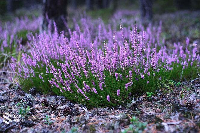 csarab (Calluna vulgaris)
