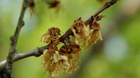 Még nem késő védekezni a monília ellen