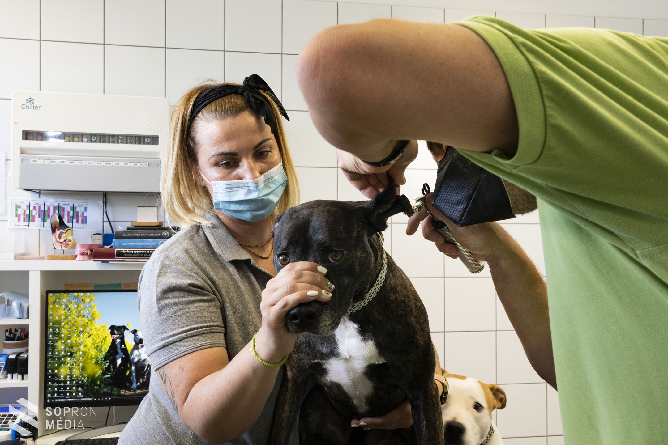 Fontos a házi kedvenceink ivartalanítása