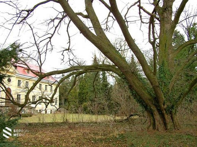 Széchényi Ferenc sopronhorpácsi kastély kertjében ezt a kislevelű hársfát a Nemzeti Múzeum megalapításának emlékére ültette