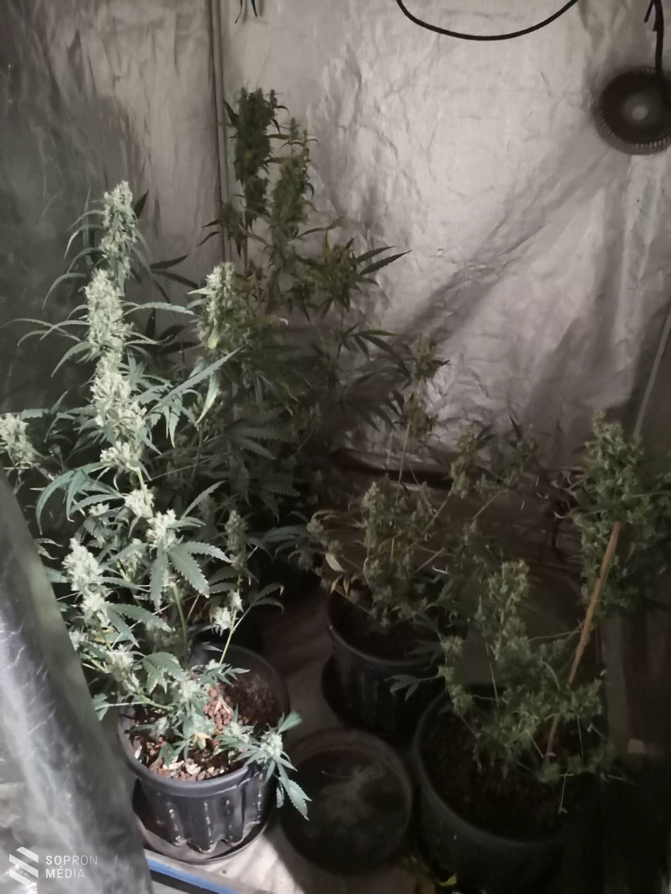 A karácsonyi amfetamin-csomag célba ért 