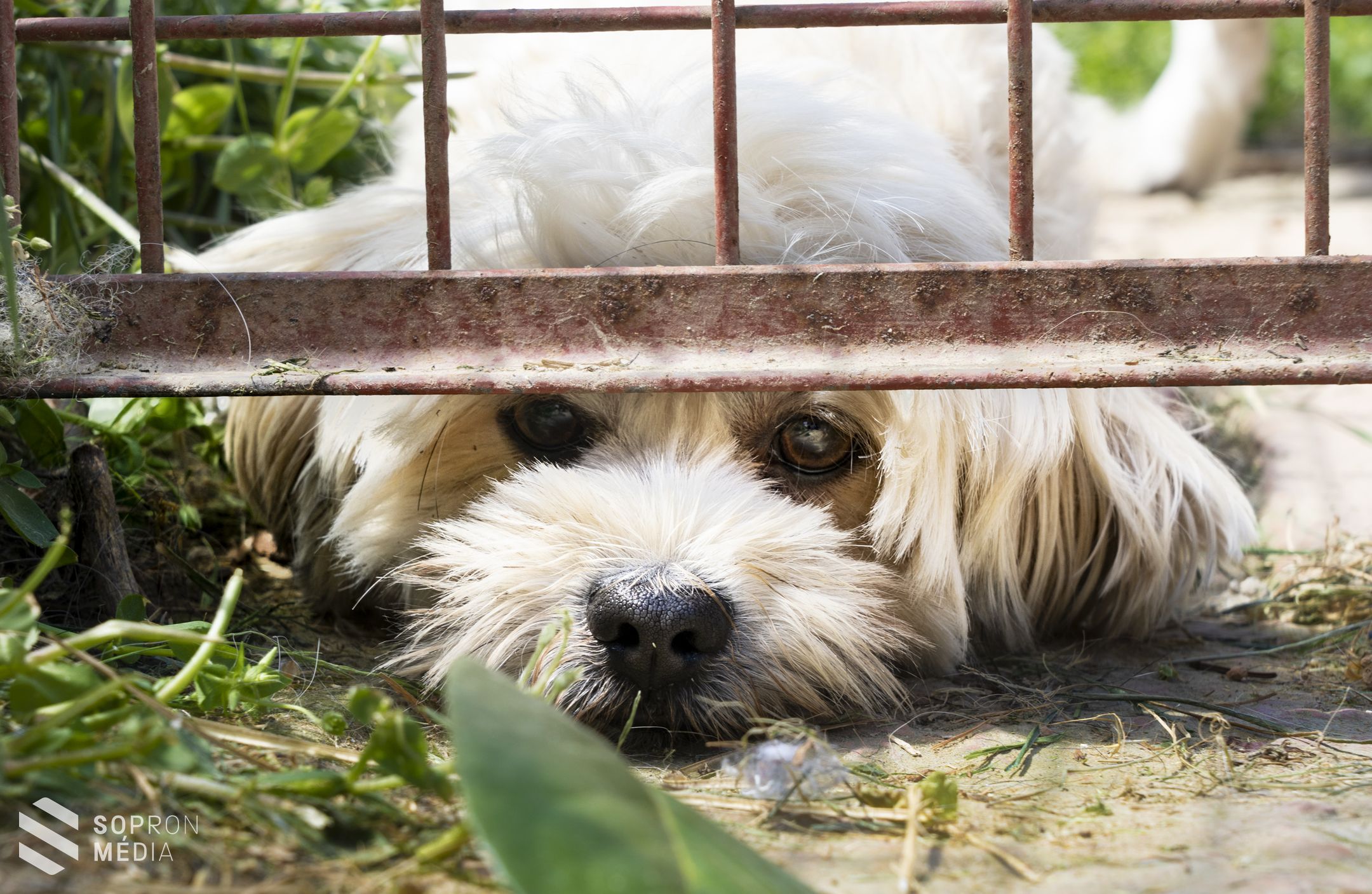 Fontos a házi kedvenceink ivartalanítása