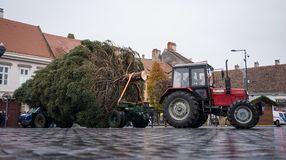 Megérkezett Sopron karácsonyfája