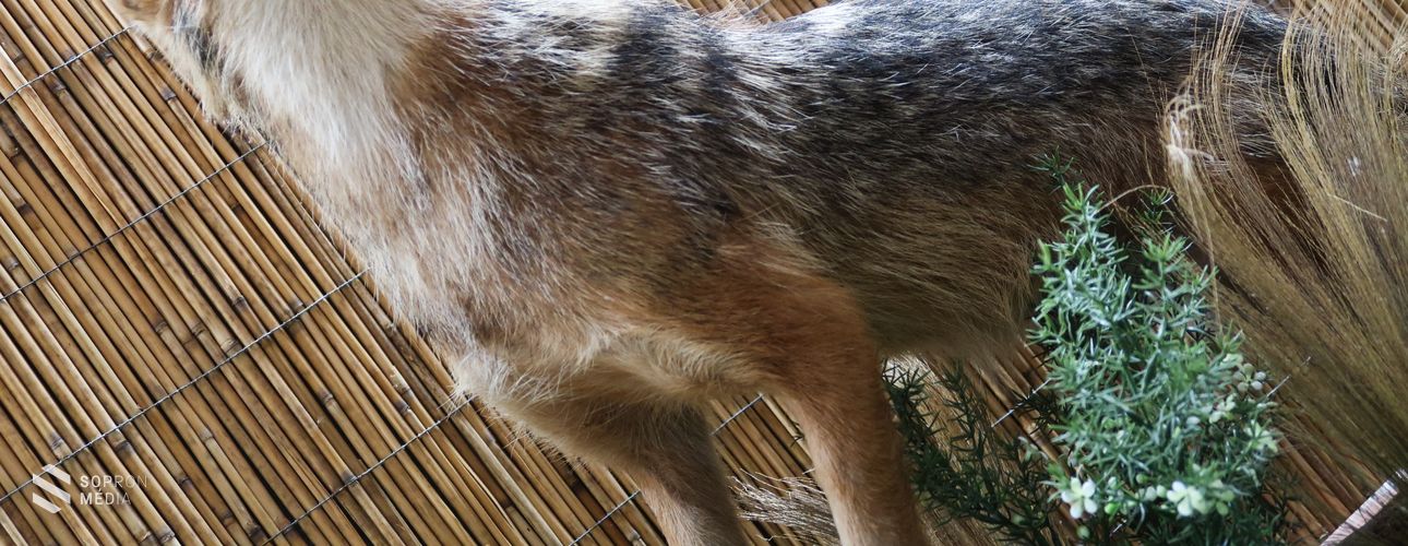 Új ragadozó jelent meg Sopron környékén!