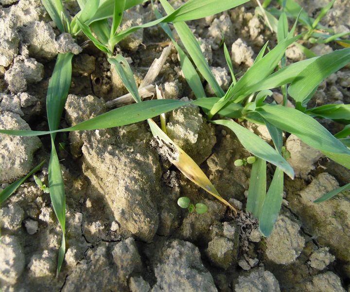Kellemetlen őszi meglepetés: A csócsárló