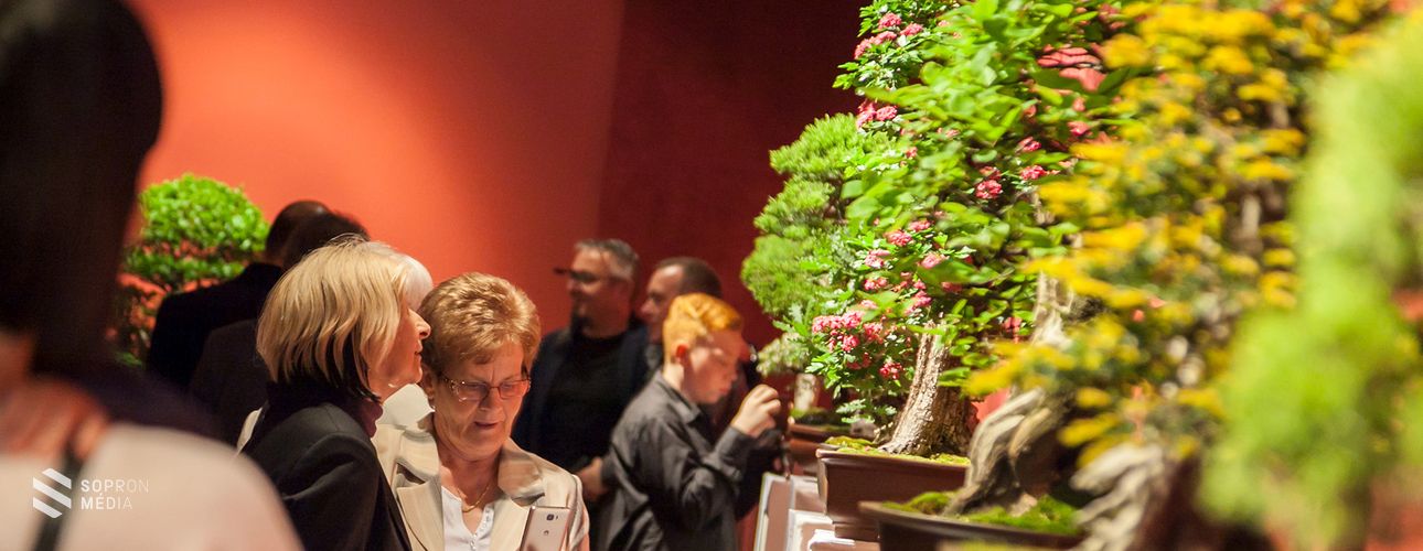 Bonsai és suiseki kiállítás Sopronban