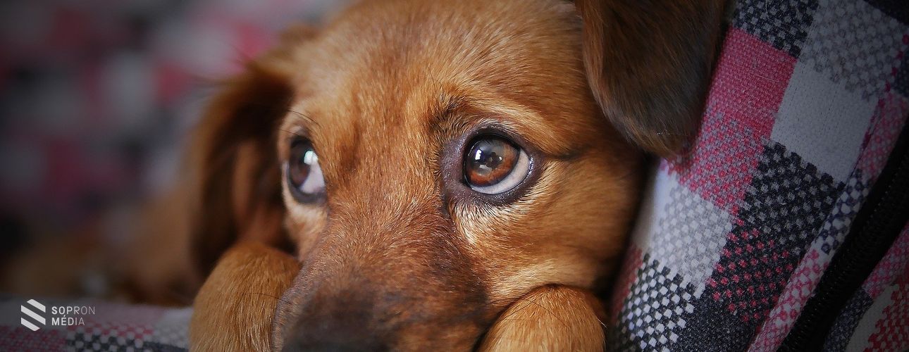 A háziállatok védelmére hívják fel a figyelmet a szilveszteri tűzijátékozás idején állatvédők 