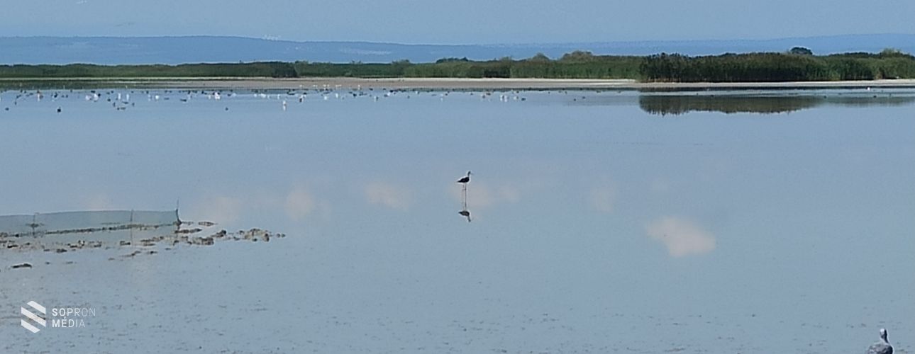 Mentett madarat, egy gólyatöcsöt engedtek szabadon Mekszikópuszta közelében