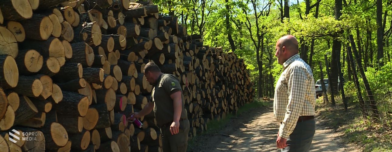 Hol találhatunk Sopronban kedvező árú tűzifát, fenntartható gazdaságból?