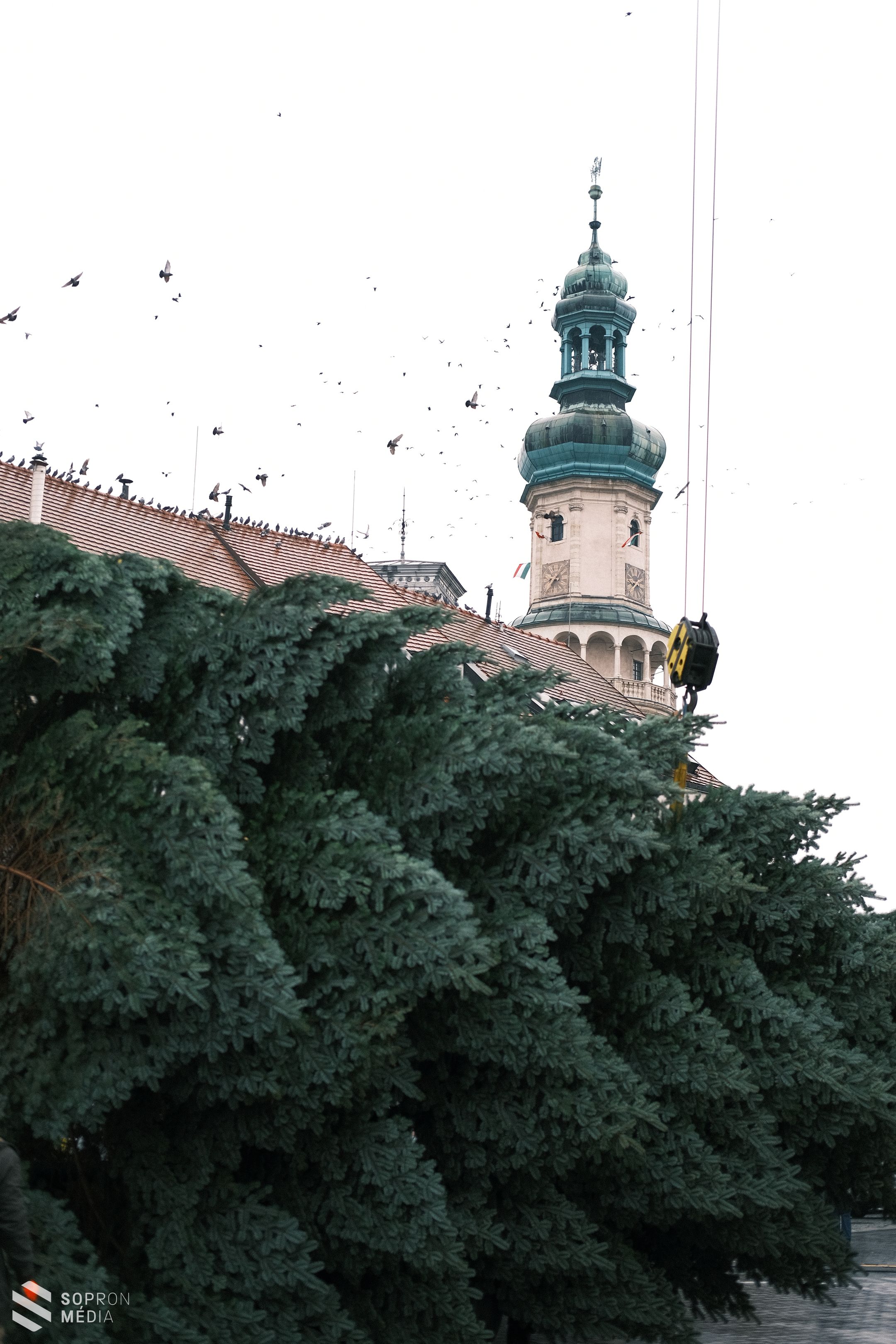 Megérkezett a város karácsonyfája a Várkerületre