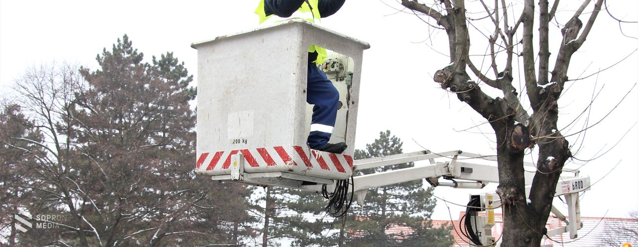 Metszik a veszélyes ágakat: A beteg fák helyére tavasszal újakat telepít a holding
