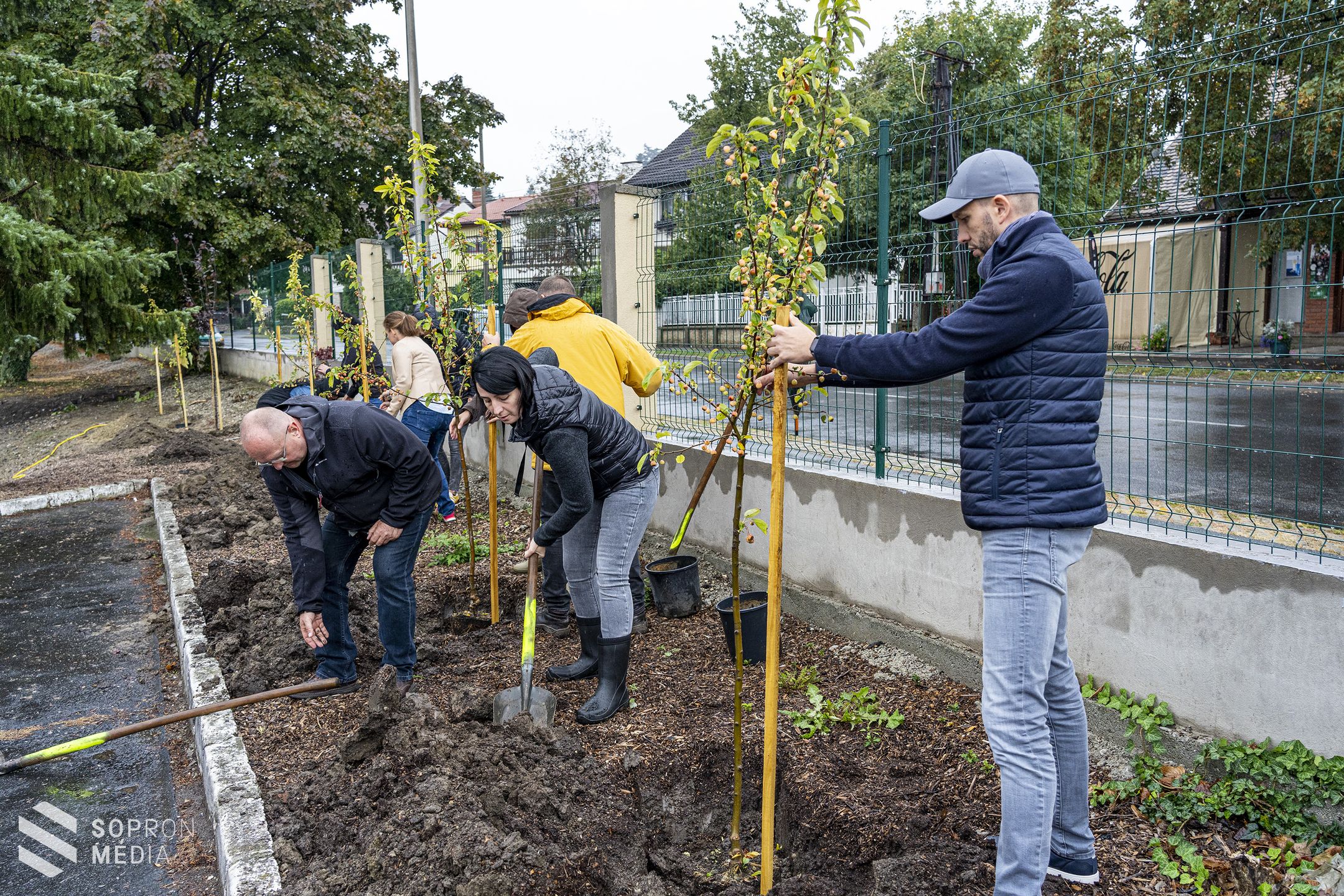 GYSEV jubileum – 150 fát ültet el vonalhálózata mentén a vasúttársaság