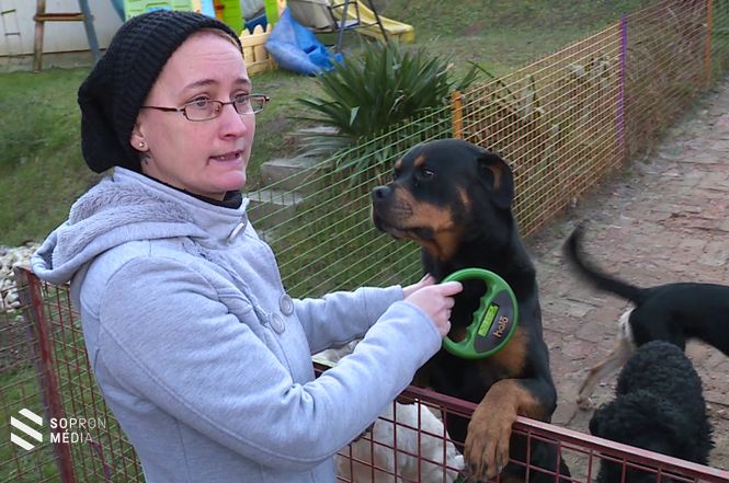 Azt mutatta be Tölli-Molnár Beáta, hogyan tudják leolvasni a kutyák legfontosabb azonosítóját