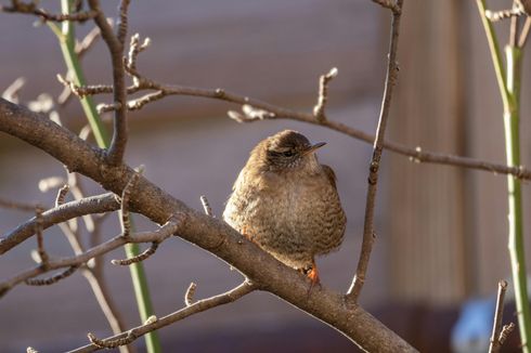 Birds of the Park and Surroundings