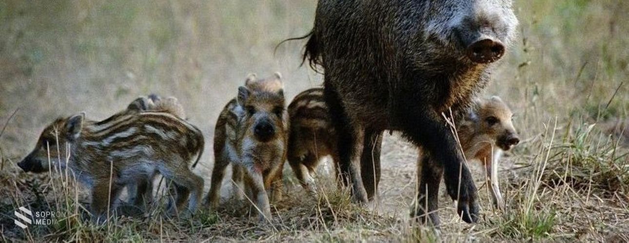 Óvatosságra inti a túrázókat az Agrárminisztérium a vaddisznók ellési időszaka miatt
