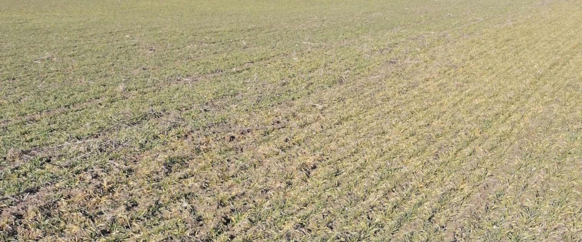Agrofil-SZMI Kft.