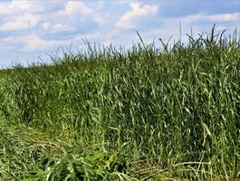 Festulolium betakarítás Pélpusztai Mg. Kft. 2020. június