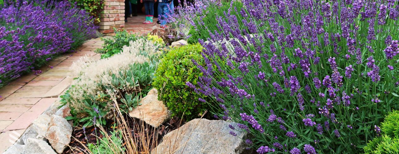 Jótékonysági levendula fesztivált tartottak Sopronban az állatokért