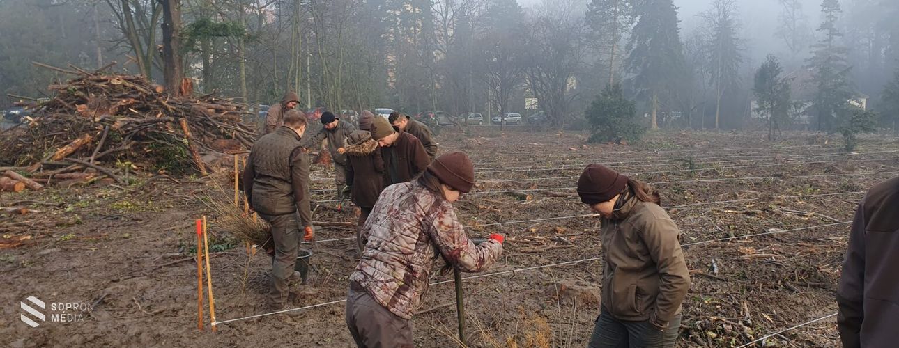 Erdősítés a soproni Lőverek erdeiben