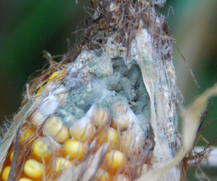 Veszélyes mikotoxinok a kukoricában?