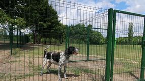 Átadták az új kutyafuttatót a Jerevánon 